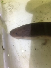 Amphiuma tridactylum