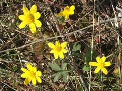 Crocidium multicaule