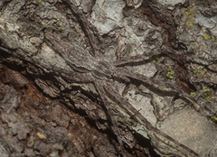 Tamopsis fickerti