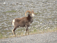 Ovis dalli stonei