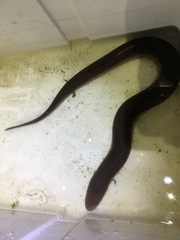 Amphiuma tridactylum