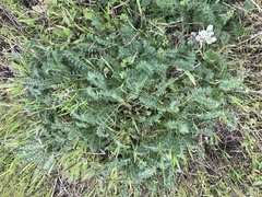 Acaena pinnatifida californica