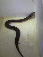 Amphiuma tridactylum