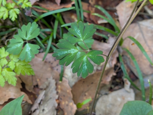 Semiaquilegia adoxoides, photograph 5