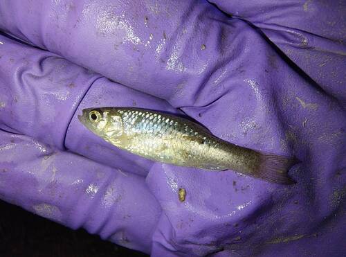 Kikuchi's minnow (Aphyocypris kikuchii) — Cyprinidae — 3