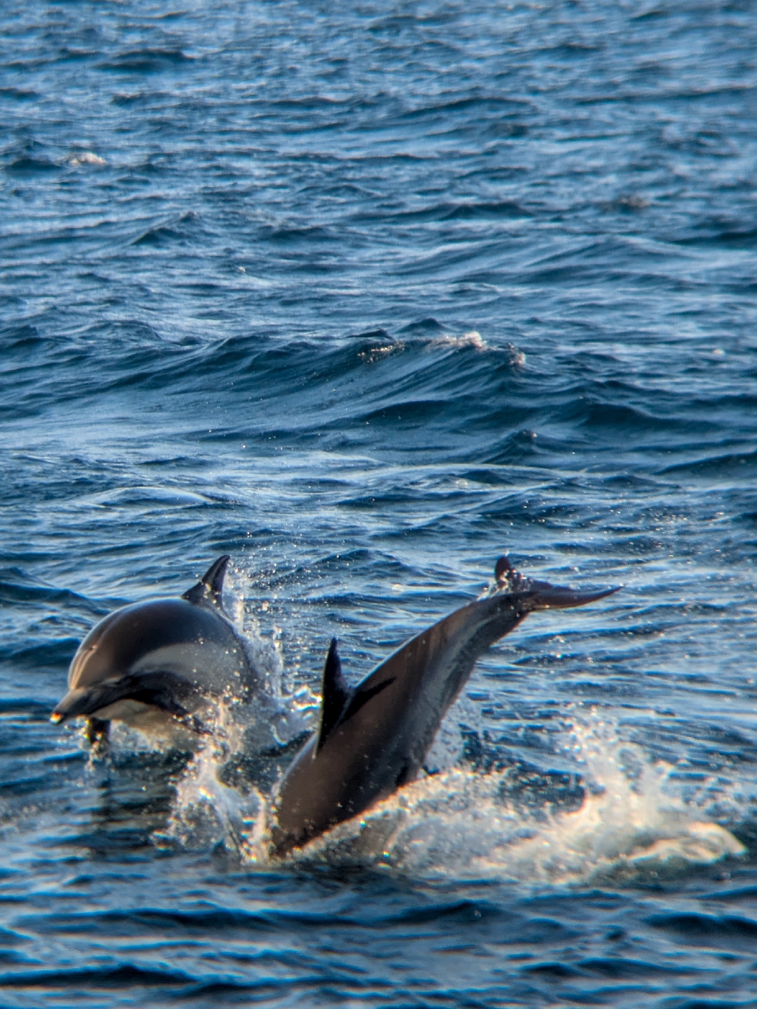 Delphinus delphis