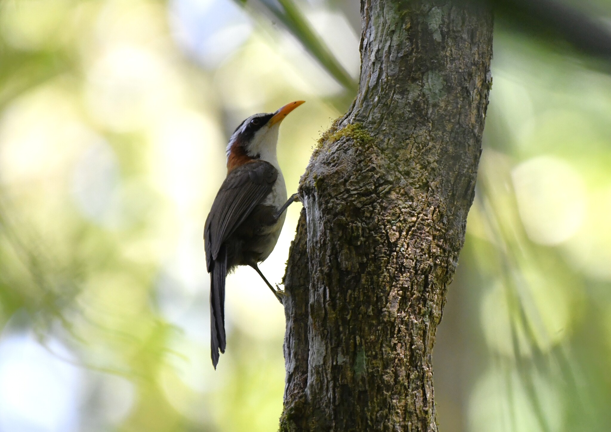White-browed Scimitar Babbler (Pomatorhinus schisticeps), photo 7