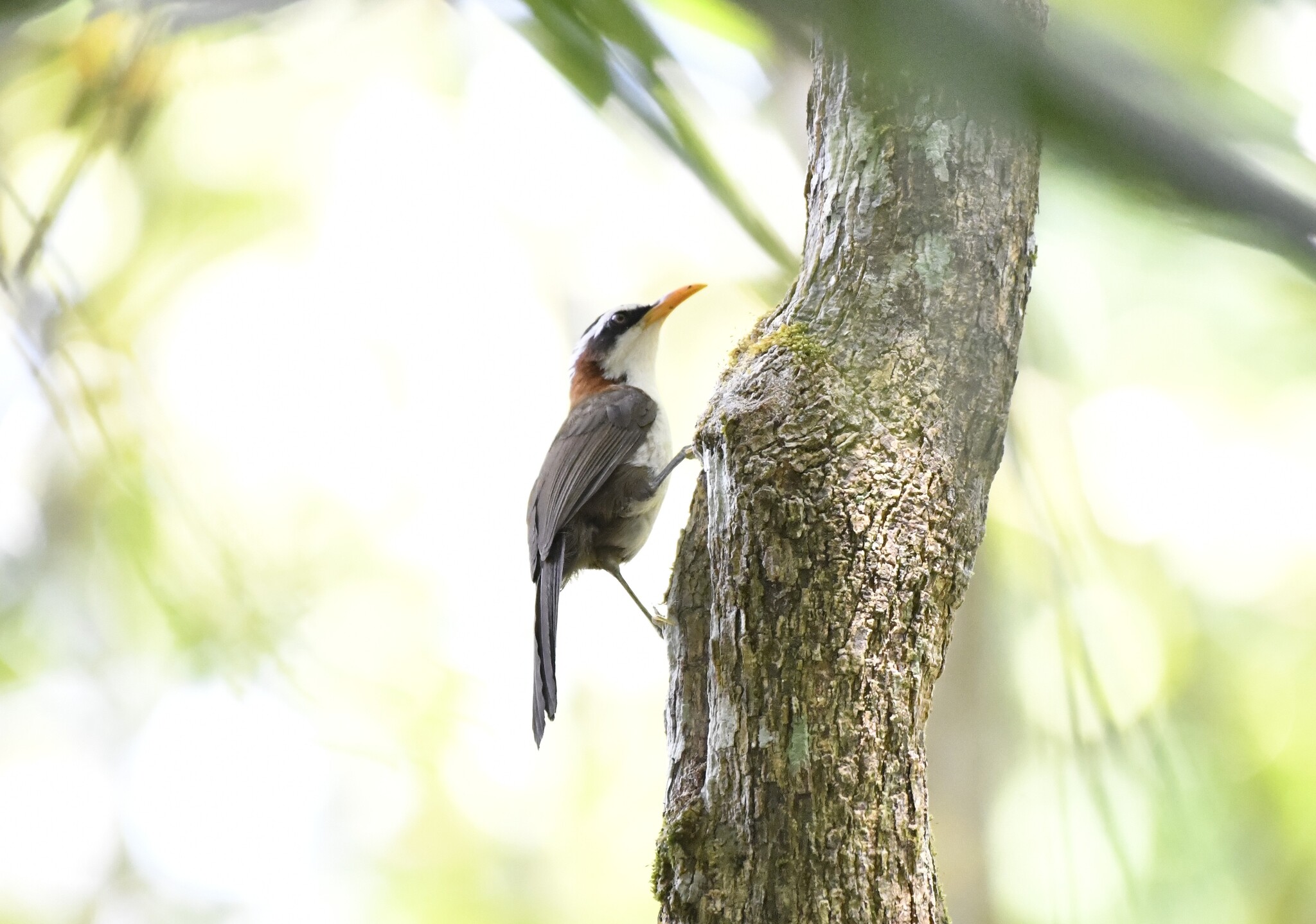 White-browed Scimitar Babbler (Pomatorhinus schisticeps), photo 8