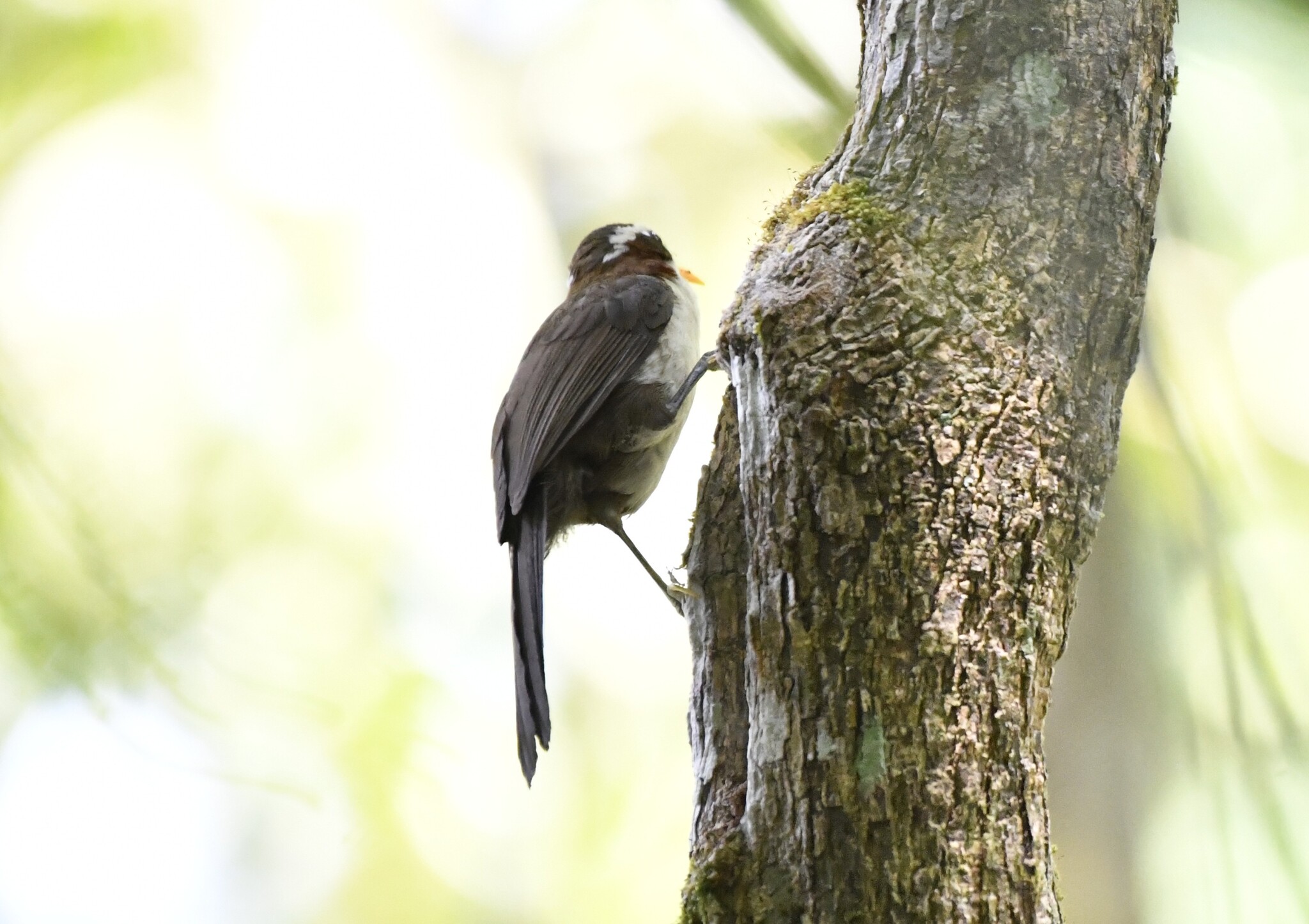 White-browed Scimitar Babbler (Pomatorhinus schisticeps), photo 9