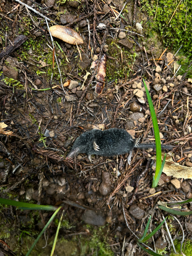 iNaturalist observation photo of American Shrewmole