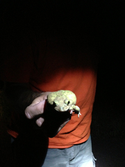 Anaxyrus debilis