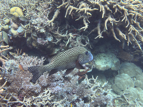 Plectorhinchus chaetodonoides