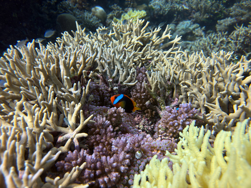 Amphiprion melanopus