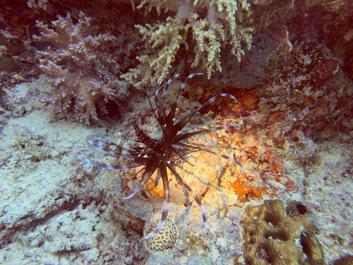 Pterois volitans