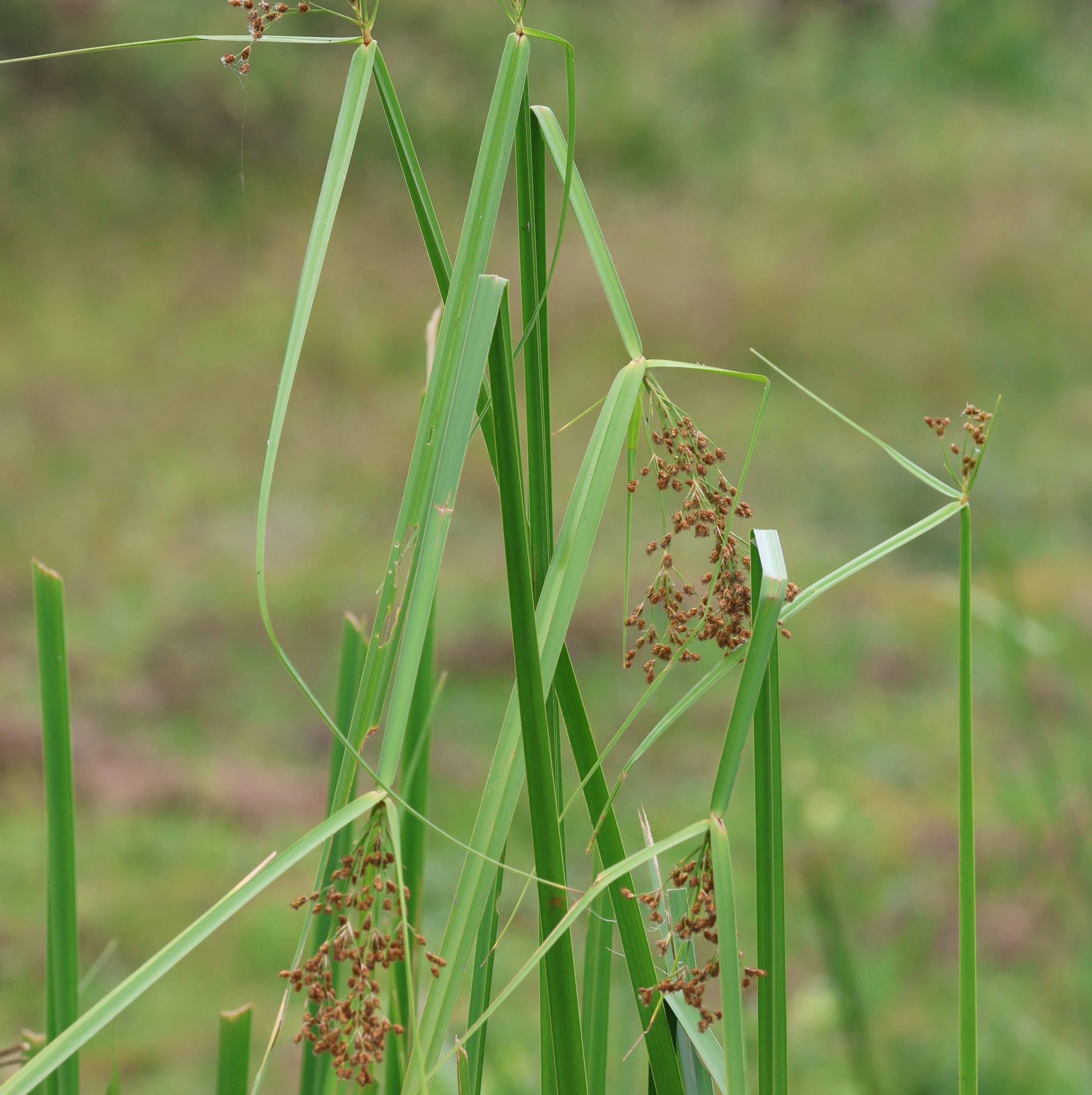 Actinoscirpus grossus — ảnh 3