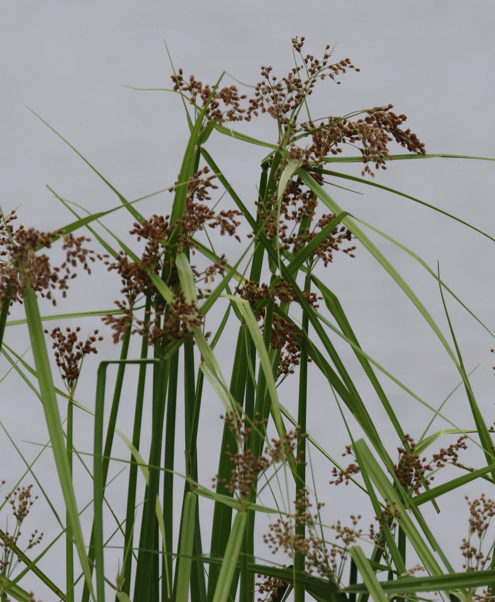 Actinoscirpus grossus (Actinoscirpus grossus)