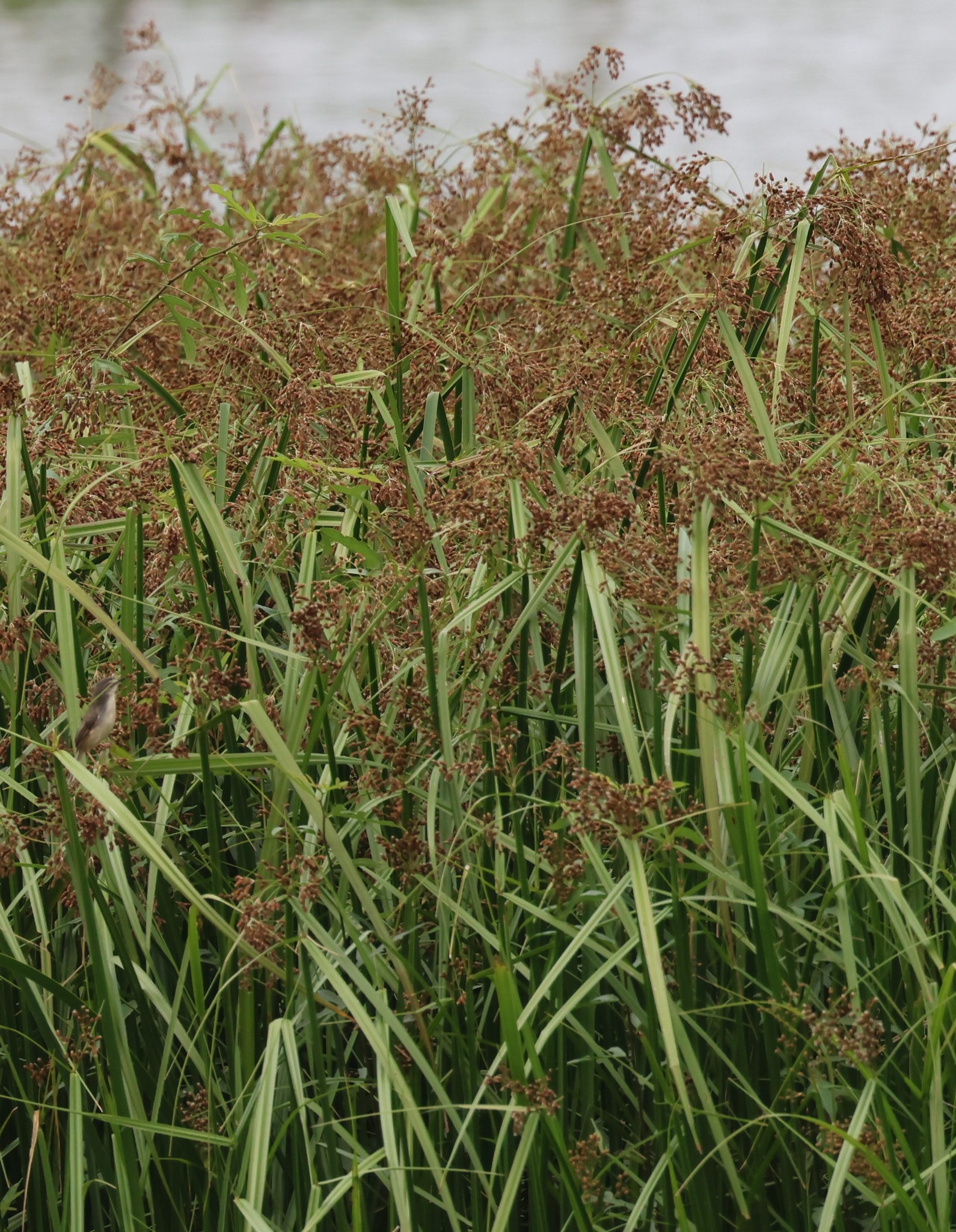 Actinoscirpus grossus — ảnh 2