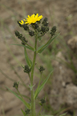 Picris japonica kamtschatica