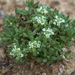 Small Poranthera - Photo (c) Lorraine Phelan, some rights reserved (CC BY-NC), uploaded by Lorraine Phelan