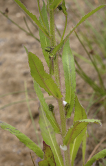 Picris japonica kamtschatica