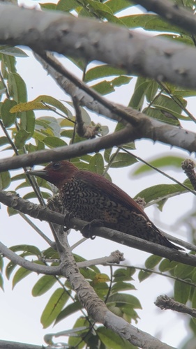 Cinnamon Woodpecker (Celeus loricatus), photo 7