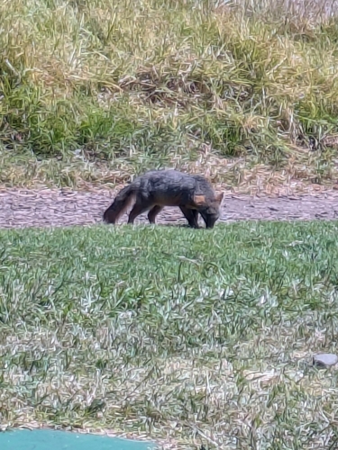 Island Fox observed by epic2112