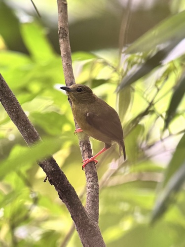 Golden-collared Manakin (Manacus vitellinus), photo 7