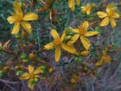 Hypericum perforatum perforatum