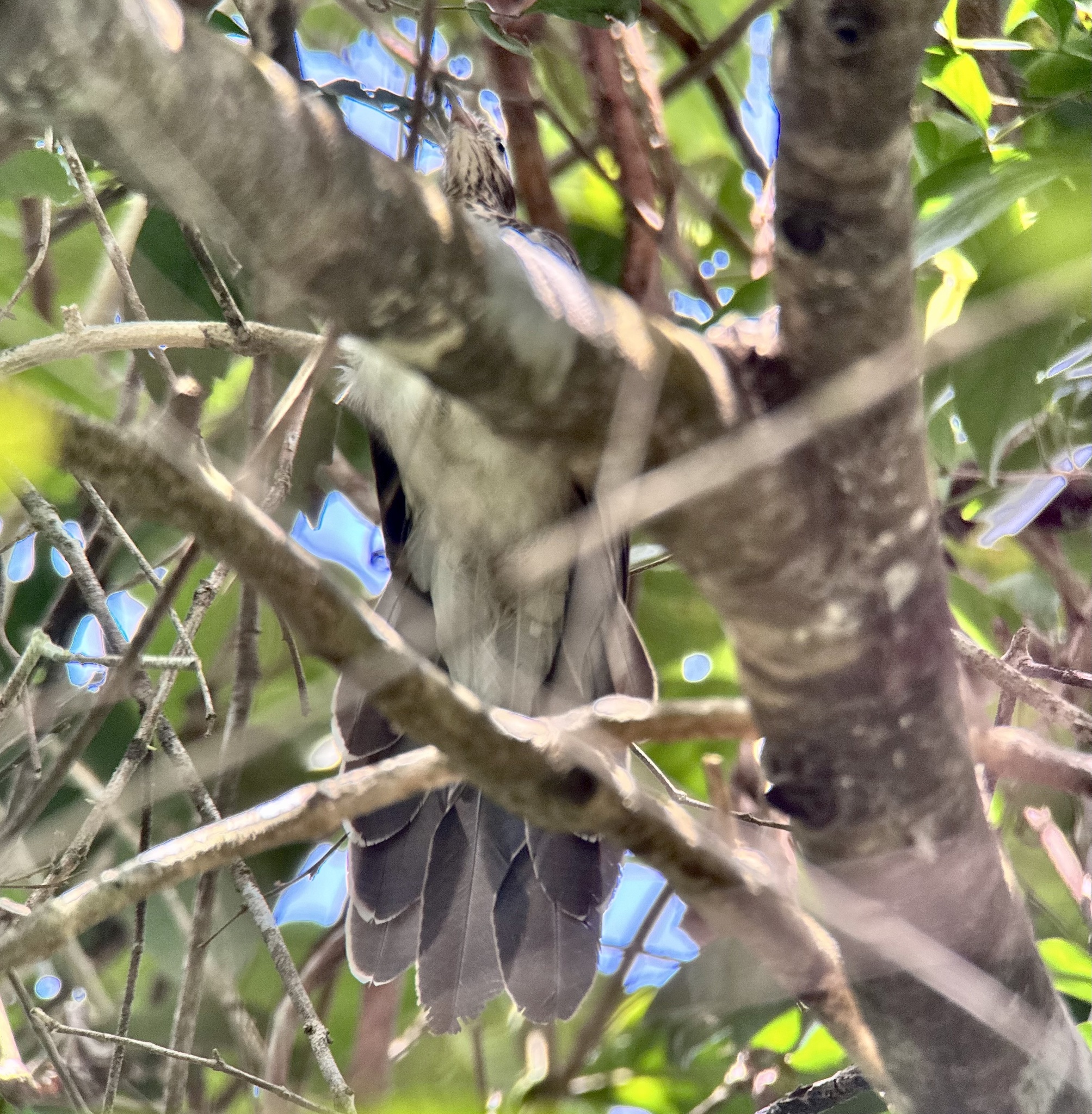 Pheasant Cuckoo (Dromococcyx phasianellus), photo 3