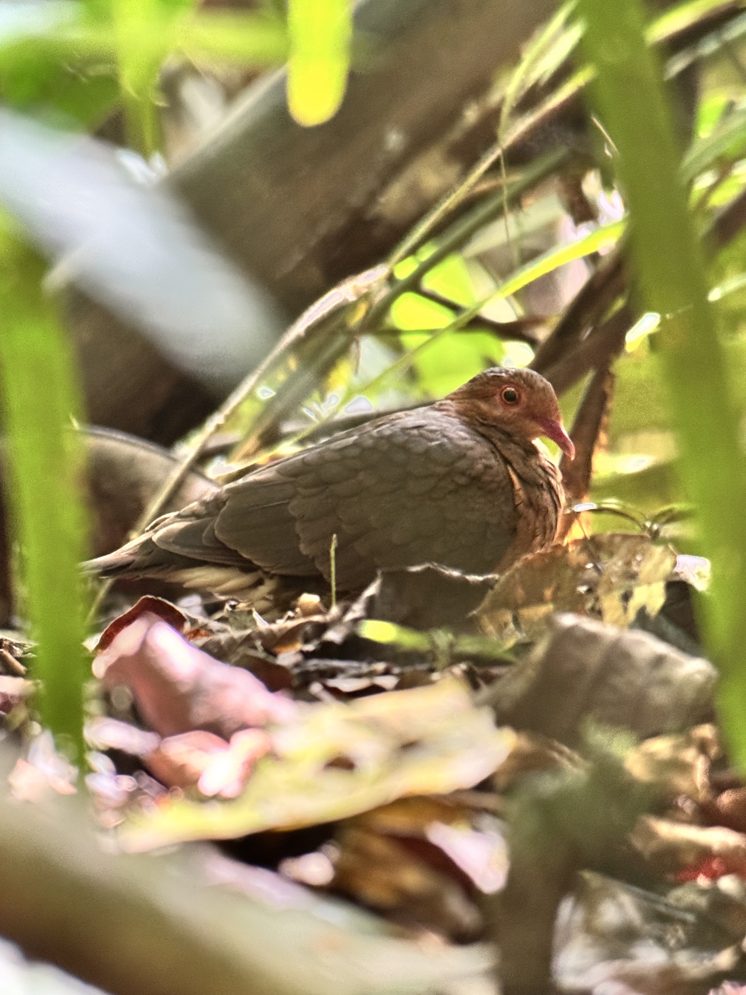 Ruddy Quail-Dove (Geotrygon montana), photo 6