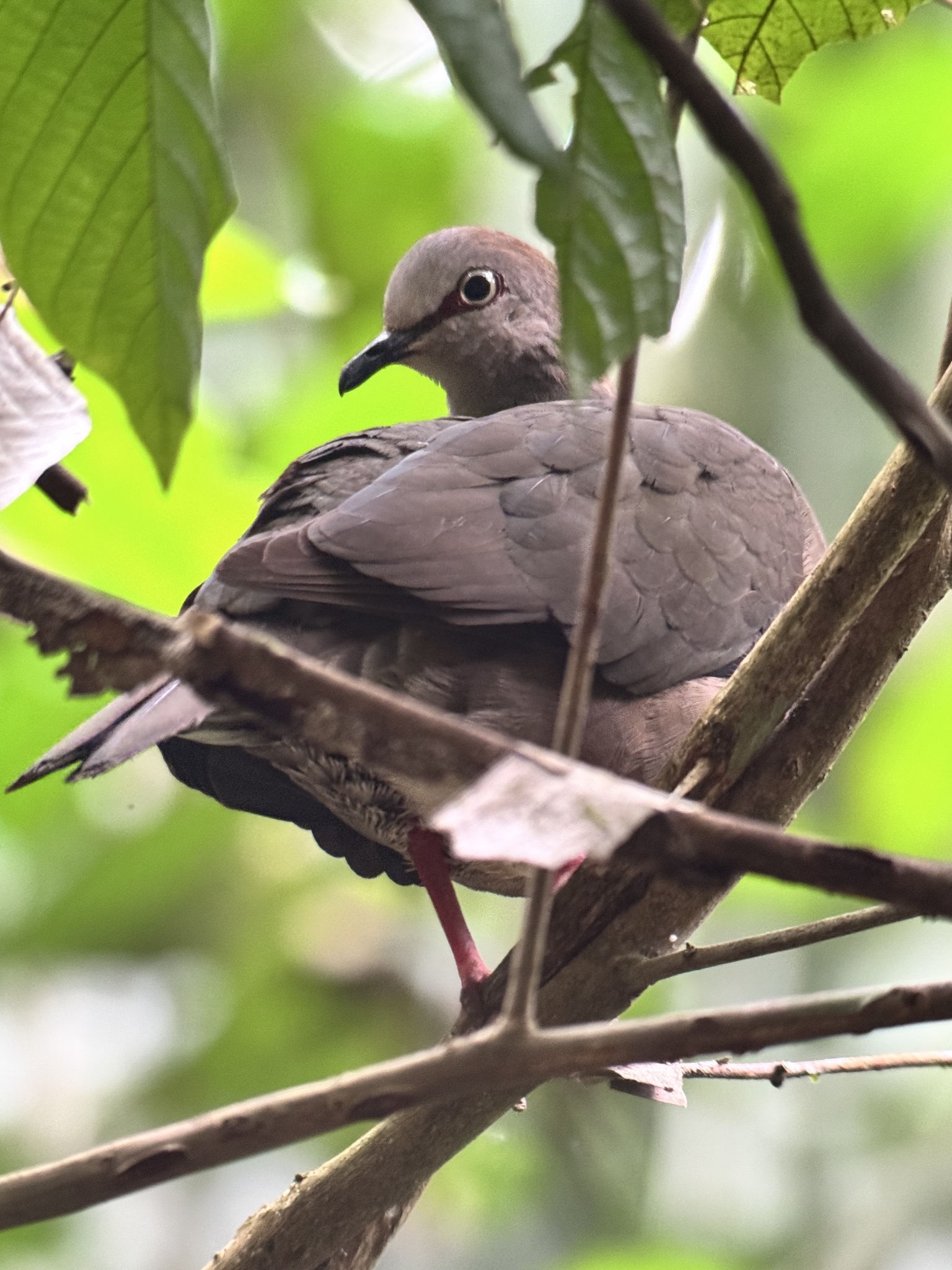 Grey-chested Dove (Leptotila cassinii), photo 6