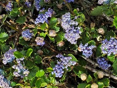 Ceanothus gloriosus gloriosus