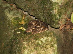 Bothrops pubescens