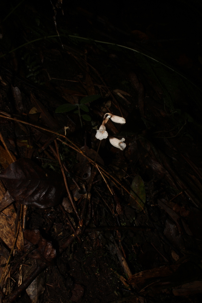 Gastrodia cajanoae
