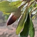 Quercus fusiformis - Photo (c) Alison Northup,  זכויות יוצרים חלקיות (CC BY), הועלה על ידי Alison Northup