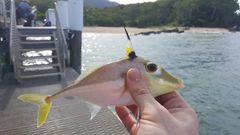 Tripodichthys angustifrons