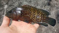 Cephalopholis cyanostigma