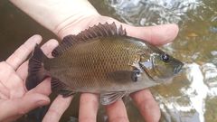 Hephaestus fuliginosus