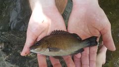 Hephaestus fuliginosus