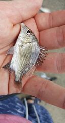 Acanthopagrus pacificus