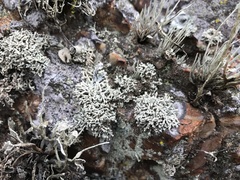 Lecanora phryganitis