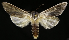 Acronicta lanceolaria