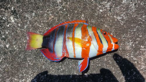 Harlequin tuskfish (Choerodon fasciatus) — Labridae — 2