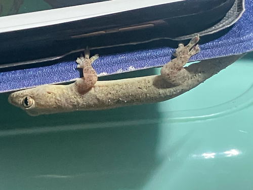 Asian House Gecko