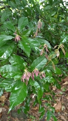 Lithocarpus konishii