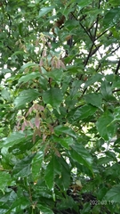 Lithocarpus konishii