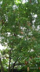 Lithocarpus konishii