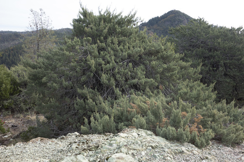 Cupressus macnabiana A.Murray bis