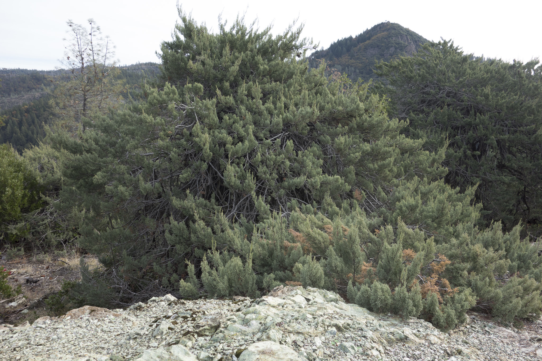 Hesperocyparis macnabiana