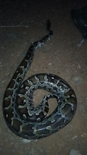 Indian Python